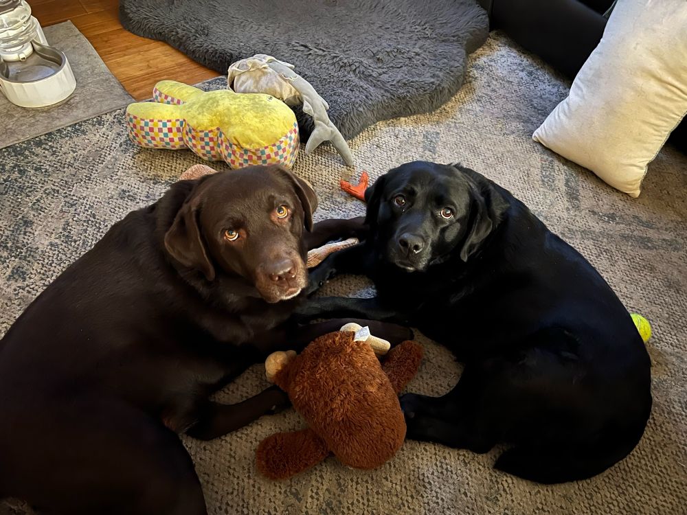 Tilly, a chocolate lab, and Tessa, a black lab, lay on a carpet touching front paws while looking up at the camera. They are surrounded by stuffies. 