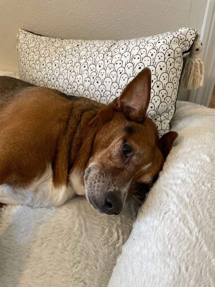 My dog Winnie lying on her bed in front of a ghost pillow.