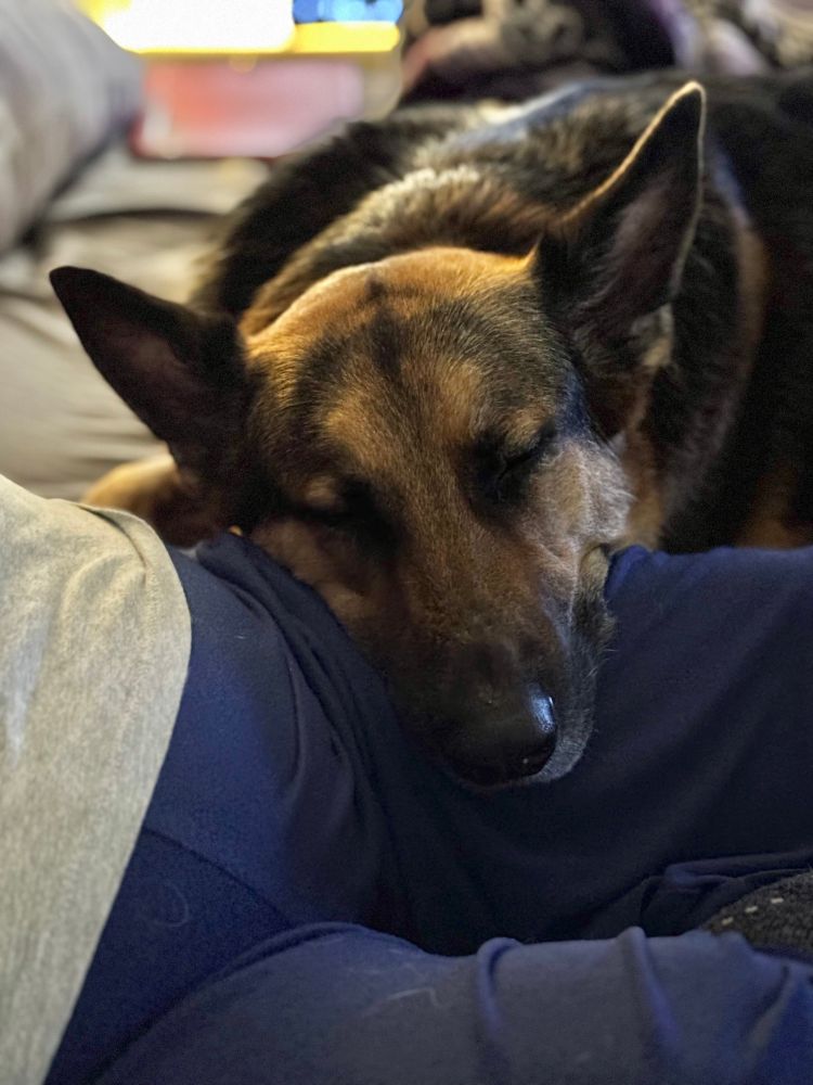 My sweet #GSD Koda rests his head in my lap, near my embattled womb, abdomen, and my hernia. I’m the mama.