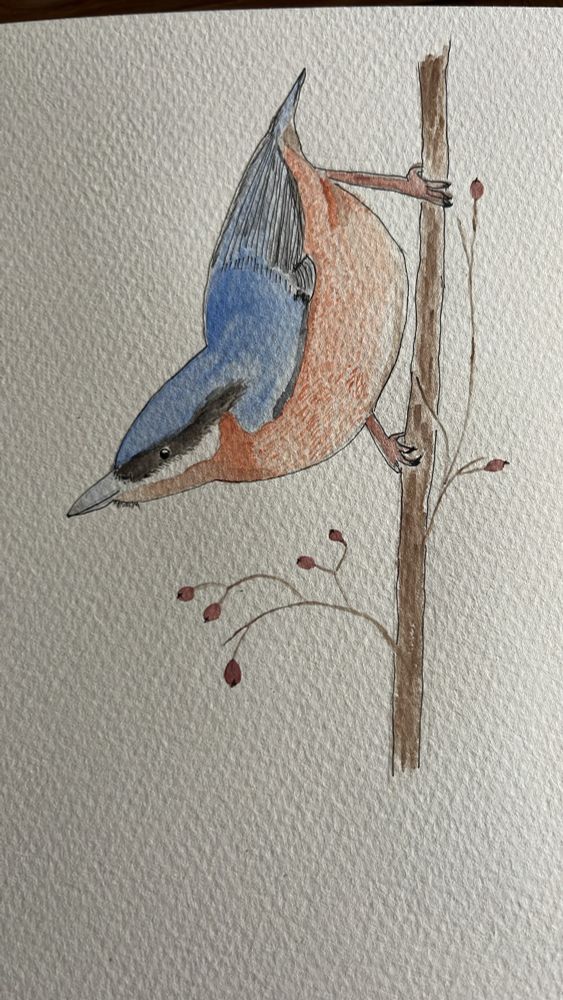 Watercolour image of a nuthatch climbing down a twig with berries on it. 