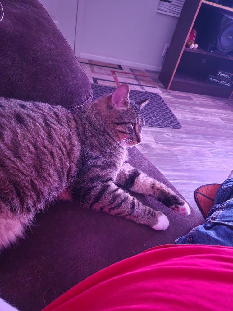 My cat loki relaxing next to me on the couch