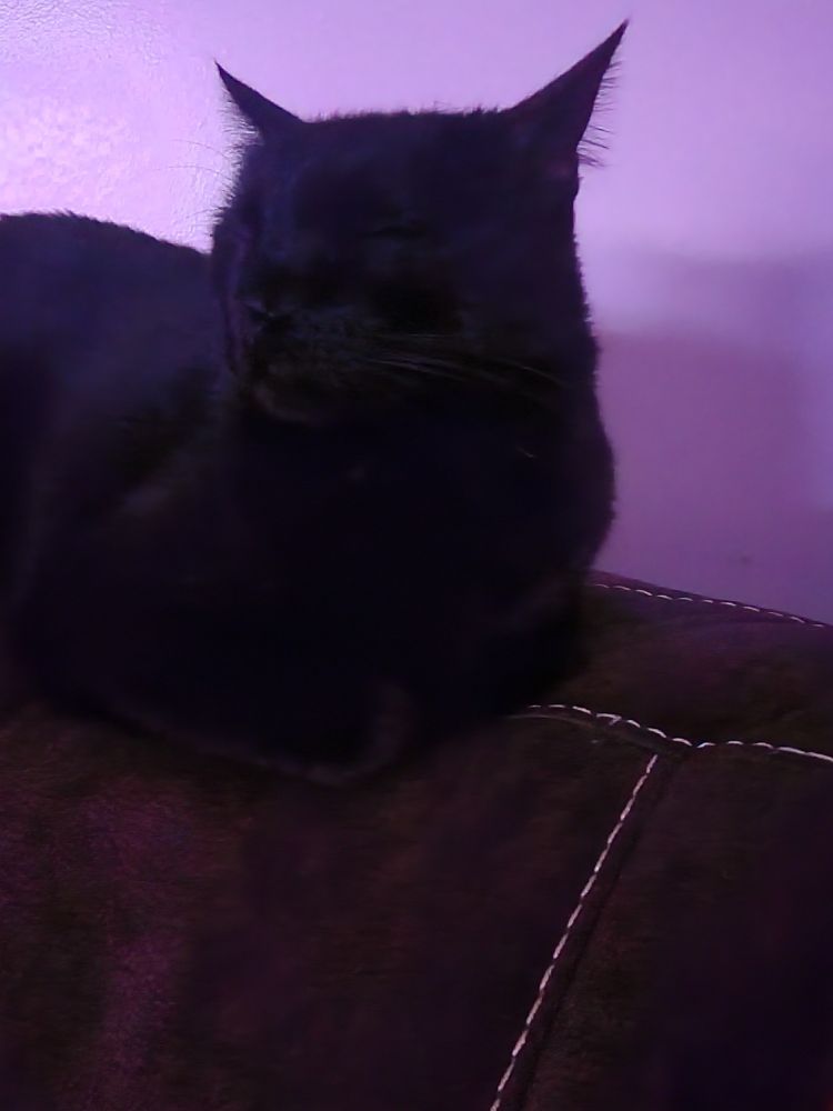 My cat midnight sleeping by my head