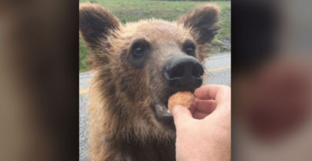 BC man fined $2K after pleading guilty to feeding bear Timbits on Alaska Highway | News