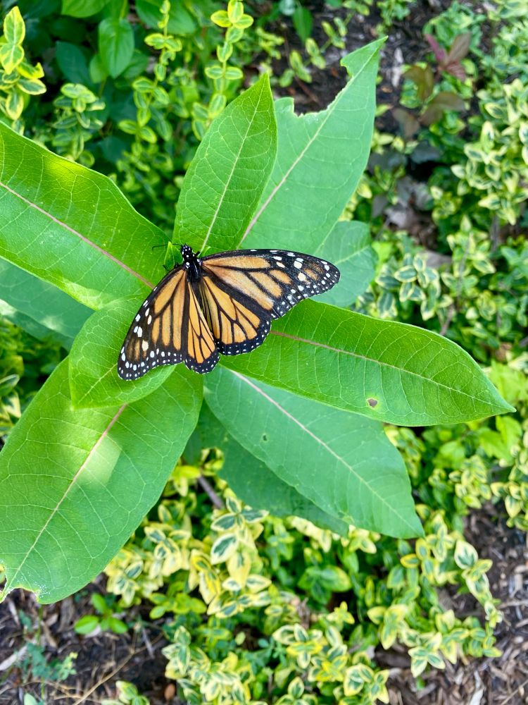 Monarch Butterfly sitting on a plant 