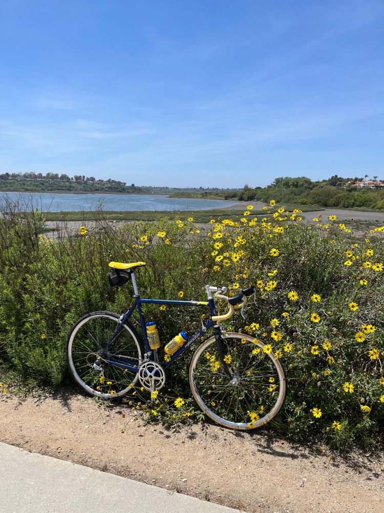 Blue steel road bike with yellow accents in front of yellow flowering bushes and a bay in the background 