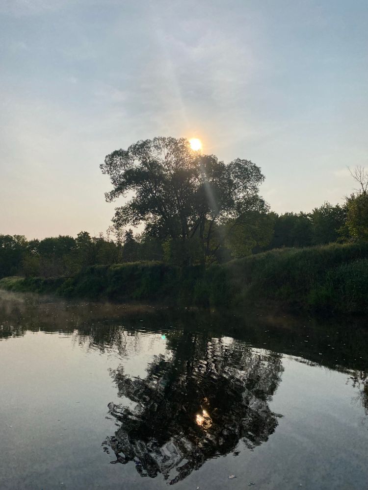 Standing in the middle of the river looking at the sun and a tree.