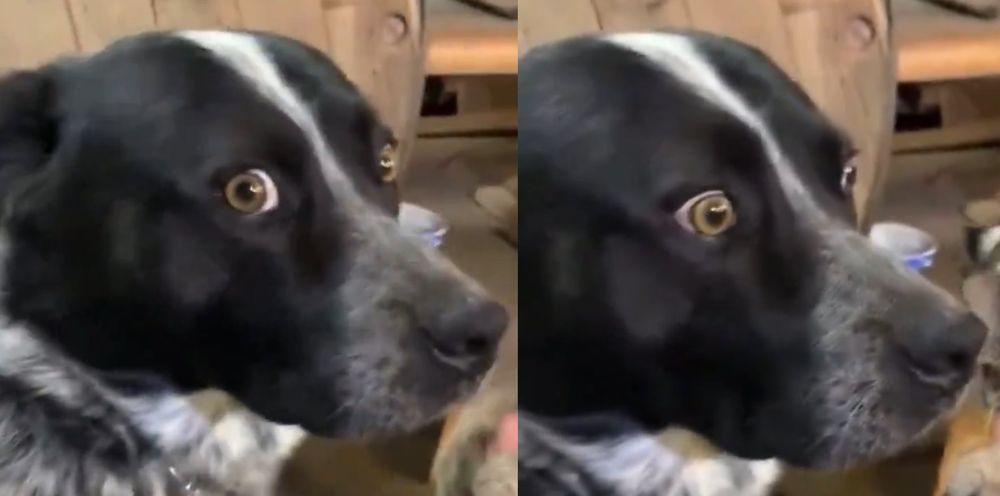 A dog looking concerned. First frame he's looking at the camera, second frame is into the middle distance 
