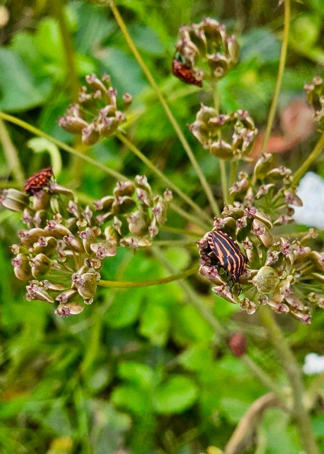 Pyjamaluteita jättiputket kukinnoissa.