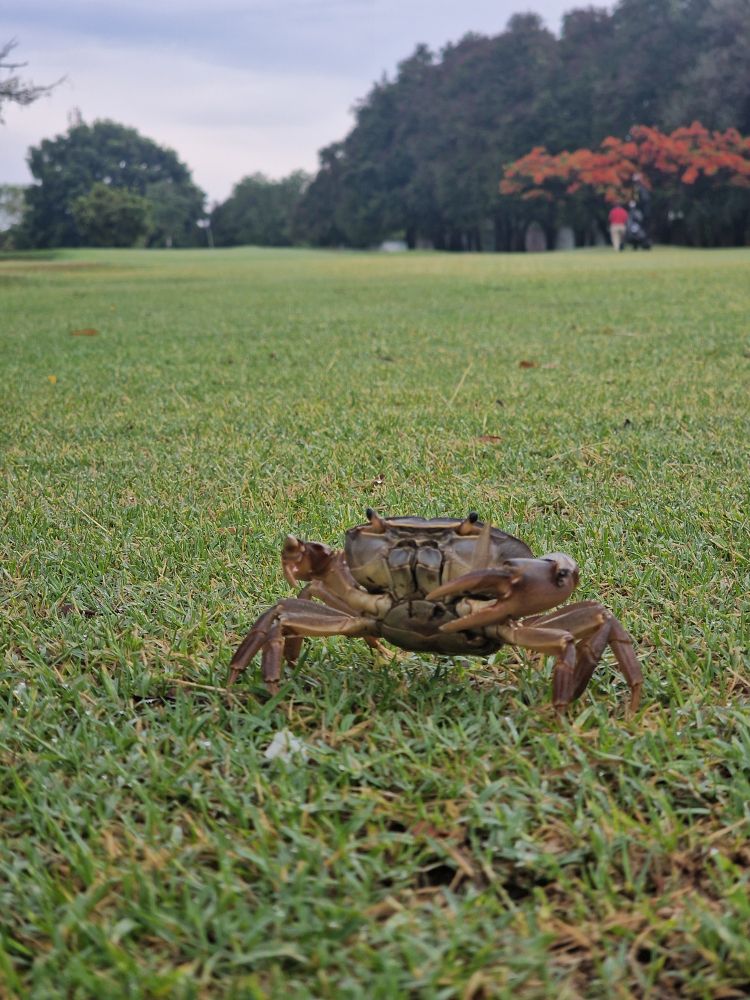 Crab on the fairway of Lusaka Golf Club