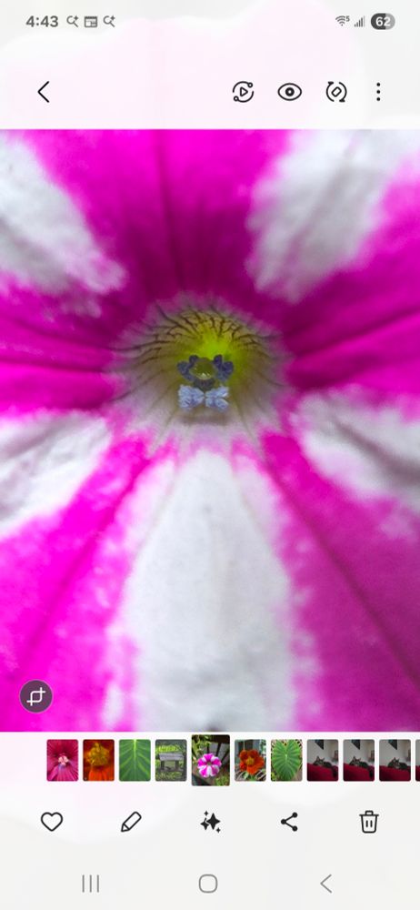 Petunia