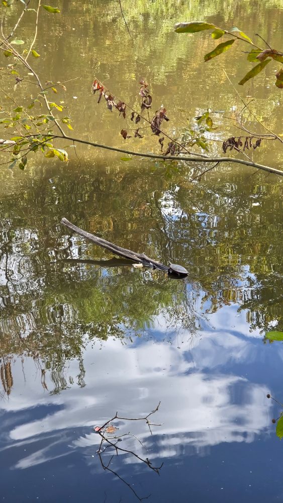 Eastern Painted turtle? resting on a log