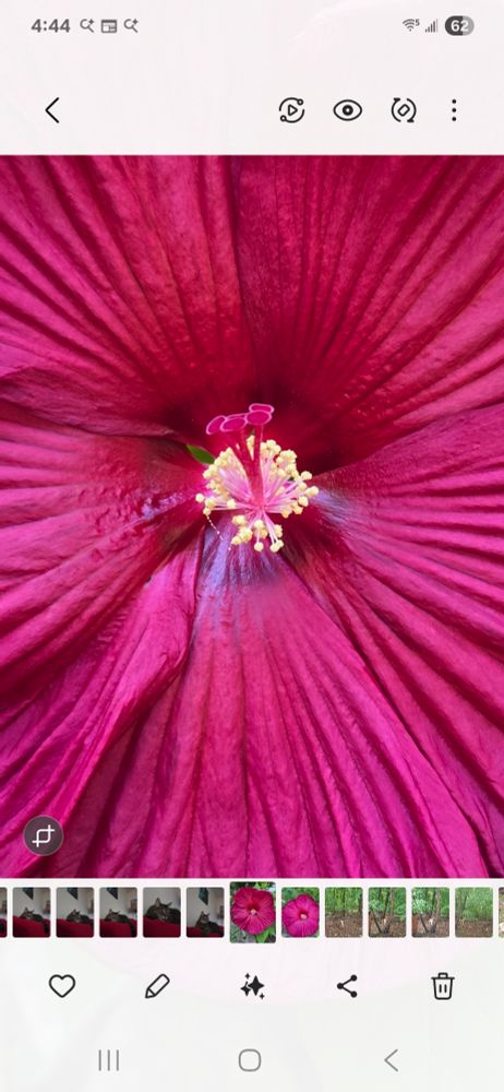 Hardy Hibiscus