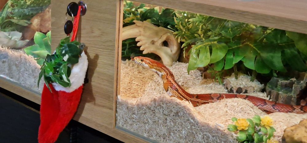 A cornsnake looks at a small red Christmas stocking hanging on the side of his vivarium. The stocking contains a small plastic plant.