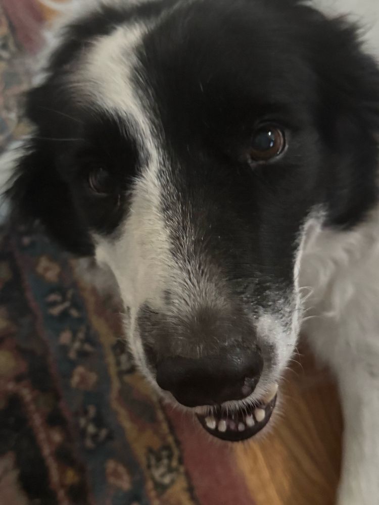 toby looking at you with love in his eyes and nothing in his brain