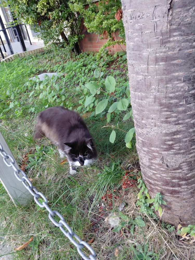 A black and white cat