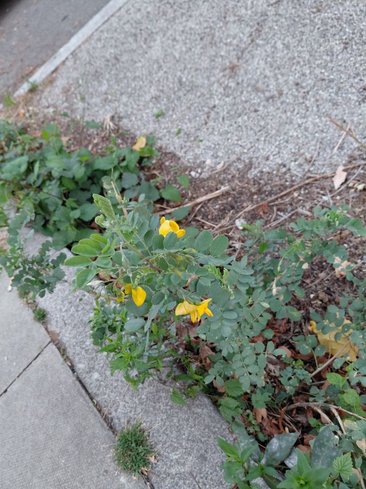 The plant Bladder Senna, with pretty yellow flowers