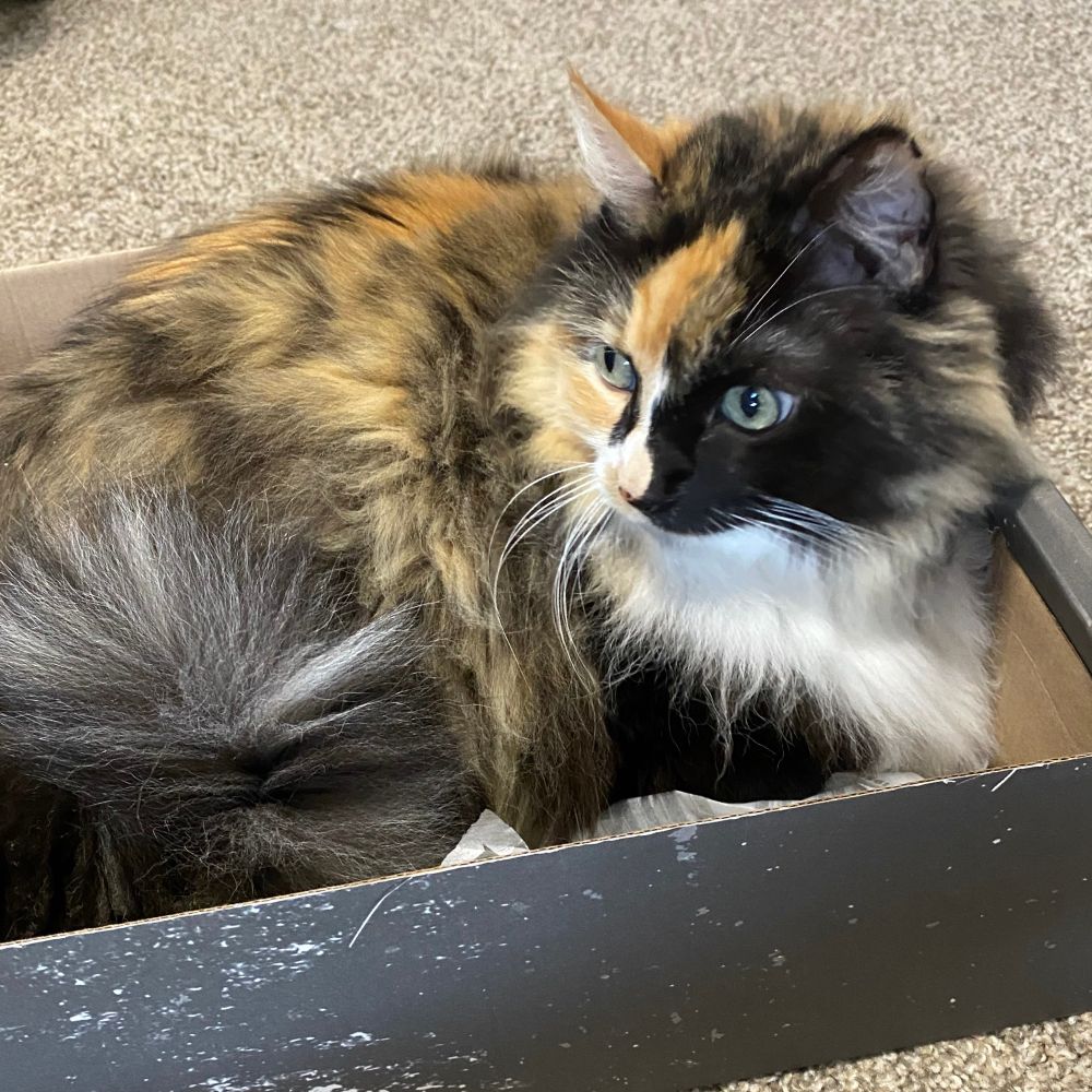 Calico cat laying in a shoe box