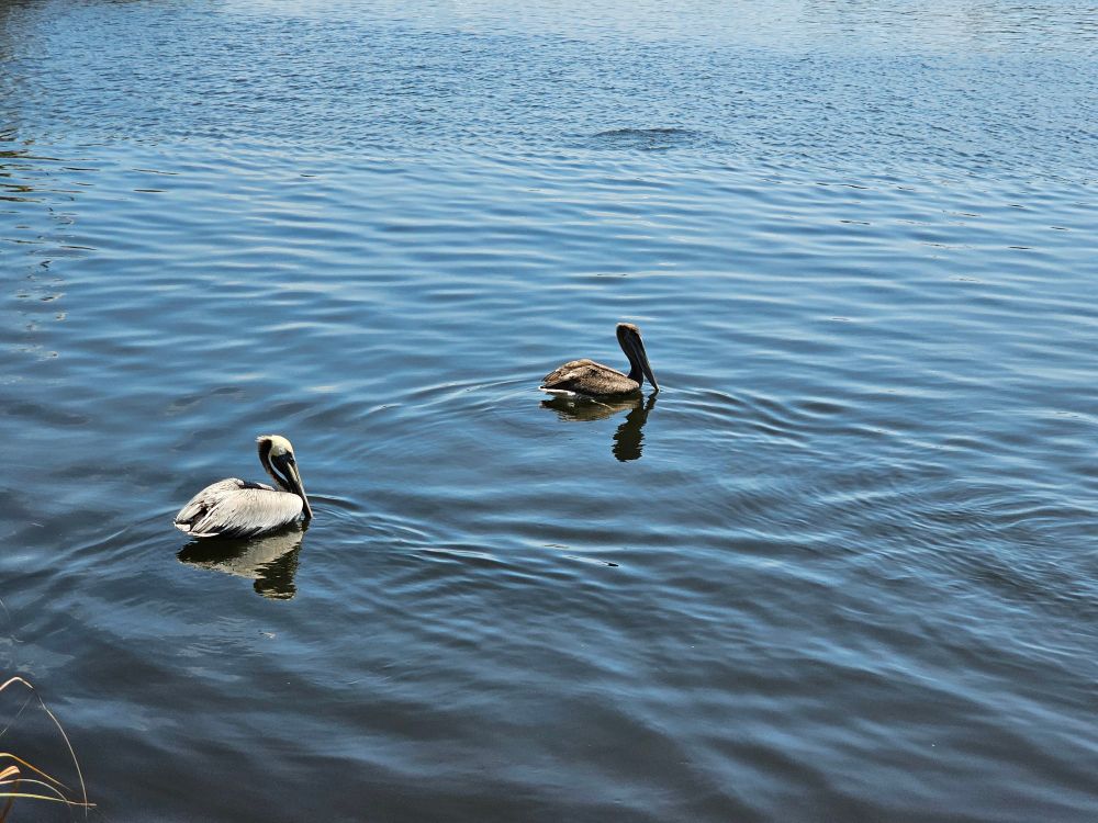 Two pelicans floating in the water 