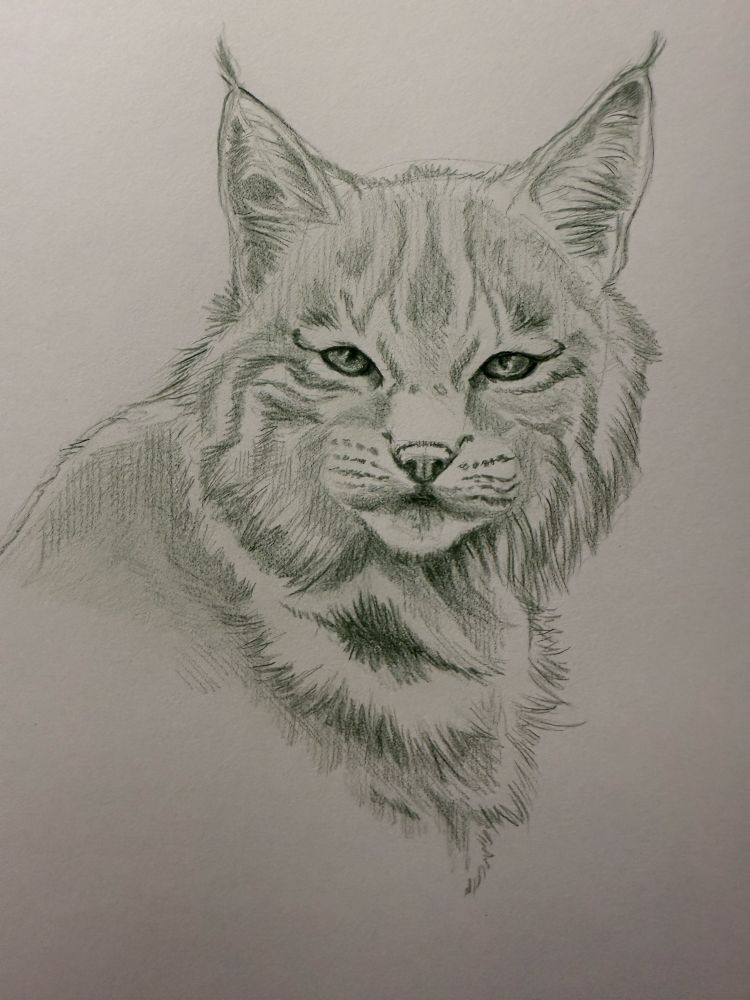 Greenish tinted pencil sketch of a Canadian lynx.