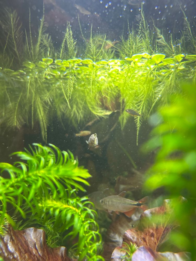 three fish at varying focal distances in profile in a heavily planted aquarium framed by colorful plants 