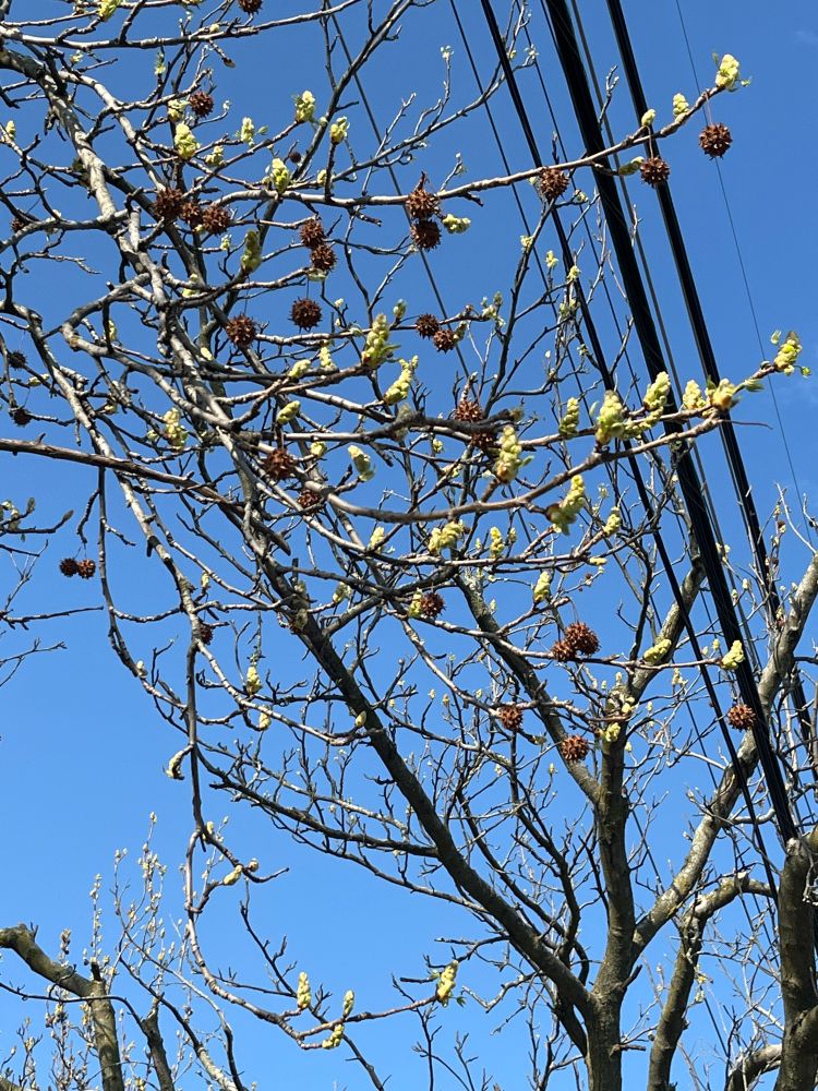 Horse chestnut buds, along with seed pods against bright blue sky and telephone wires