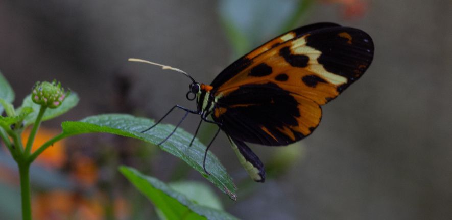 Glasswing butterfly (Mechanitis messenoides). Photo by Alex Arias