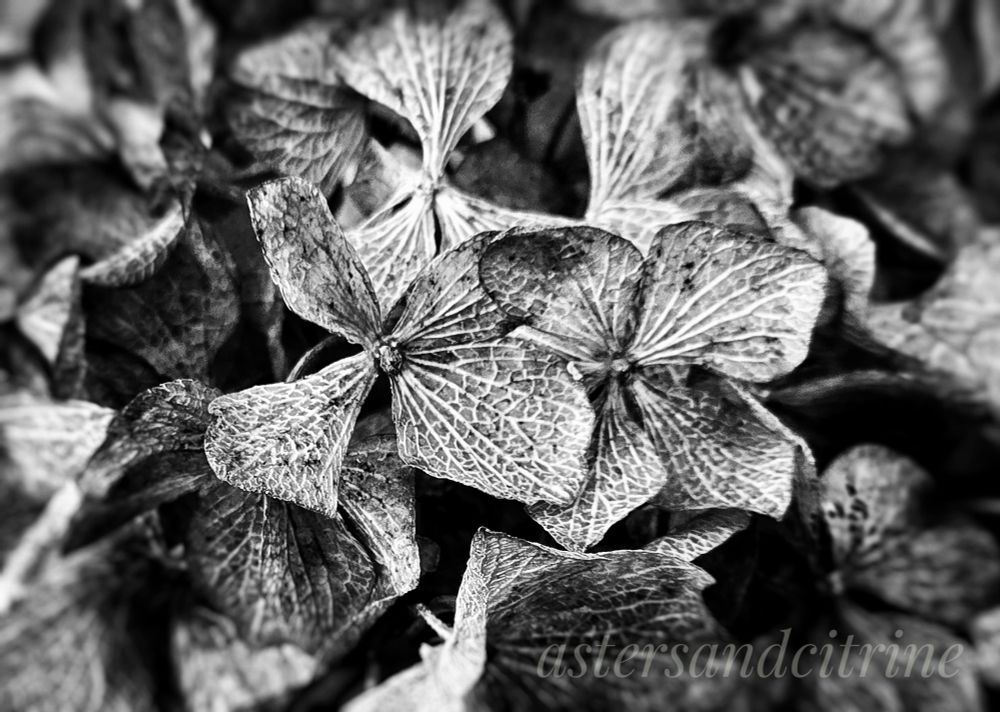 Black and white, lots of difference between the light and dark areas, hydrangea flowers that have died and gone dormant for the winter photographed close up with one in clear focus and the rest blurred. 