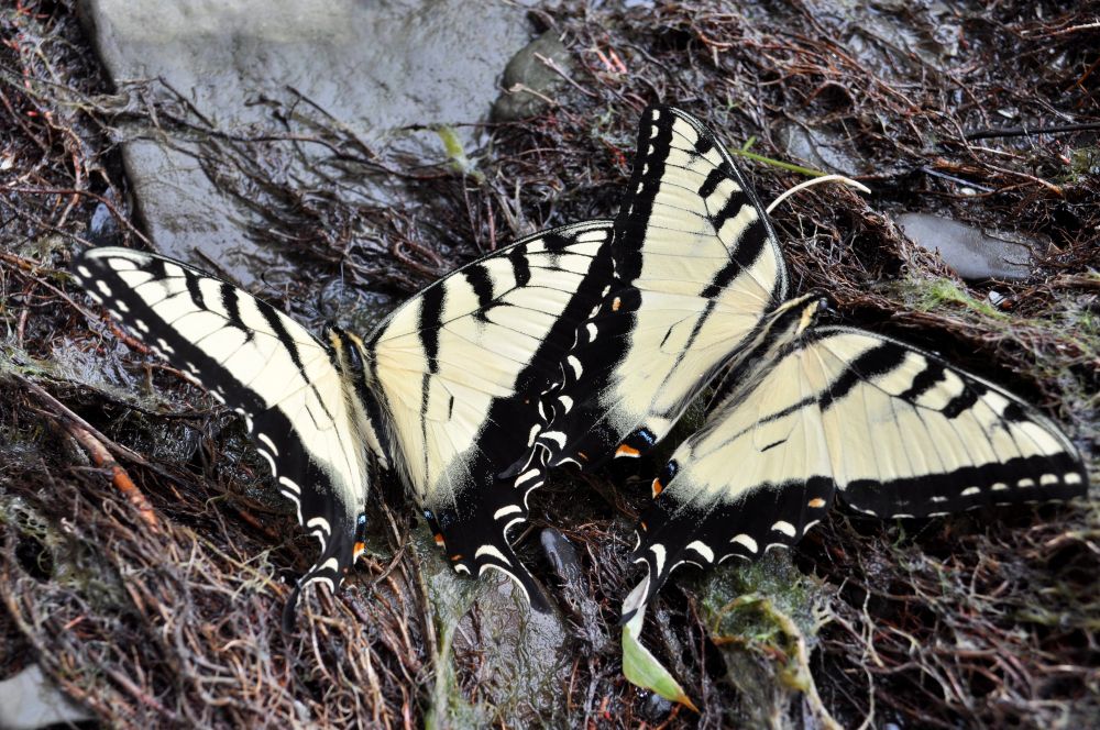 Yellow swallowtail upstate NY