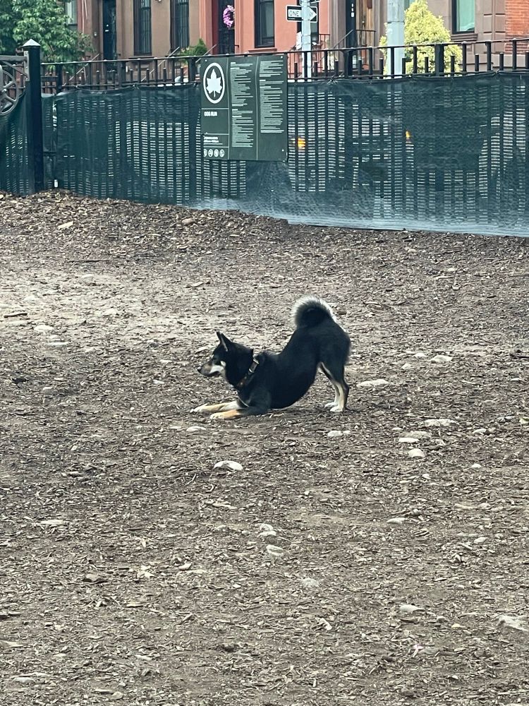 A black and tan Shiba Inu in a play bow from afar in a dog park full of woodchips