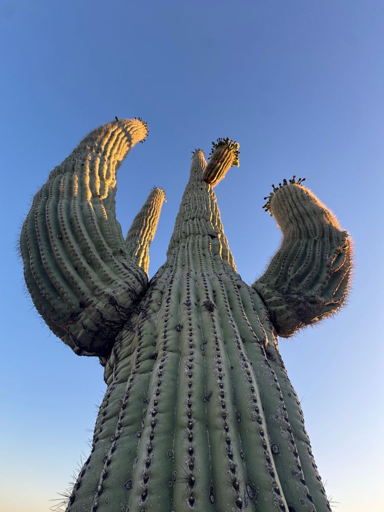 photo of a big and tall saguaro cactus.  it is not moving, it has been standing still for like a hundred years.  it is also not speaking.   it is a cactus.