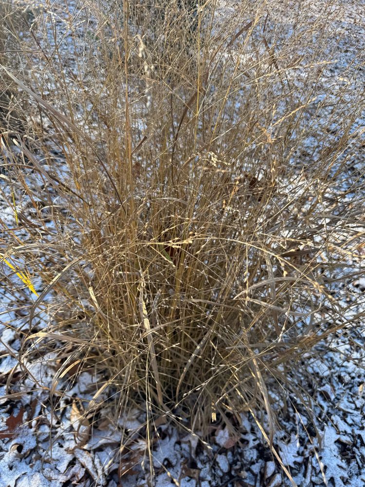 tall grass but its brown because it is almost winter.