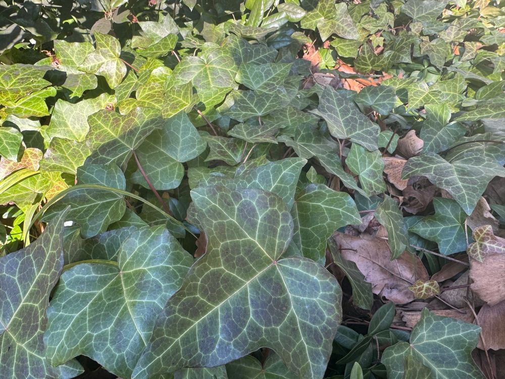 dumbass english ivy resisting my persistent attempts at eradication