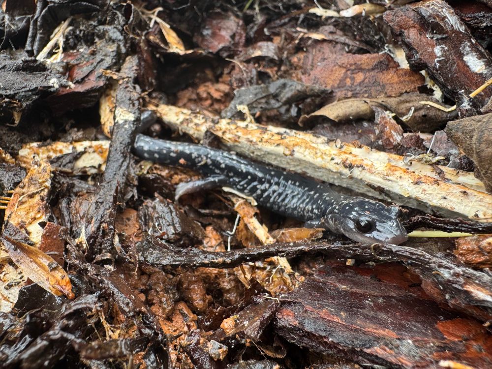 slick-ass salamander just creepin around