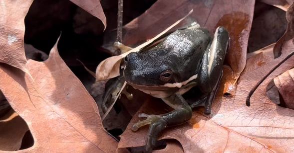 photo of a southern yeehaw mouth funky-foot frog
