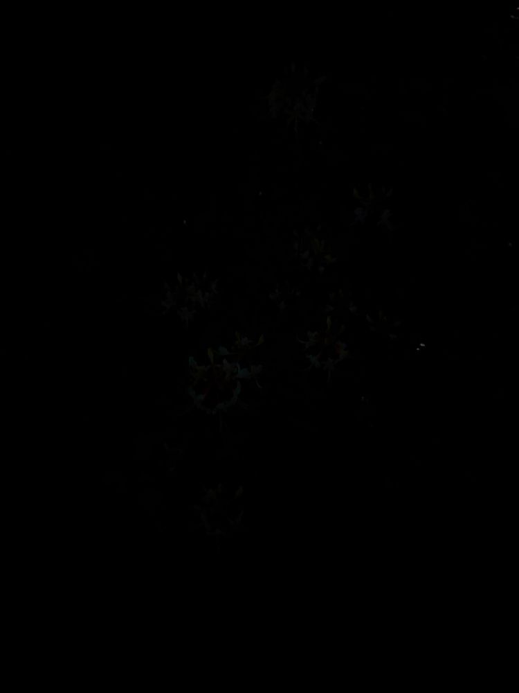 photo of a piedmont azalea, but you can’t even really see it cause it’s DARK AS SHIT outside because it’s the MIDDLE OF THE NIGHT what do you think im like some kind of night gardener or something 