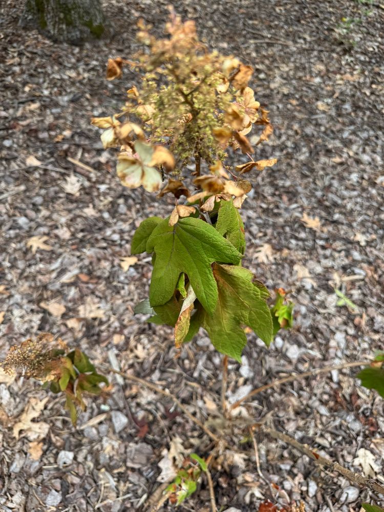 oakleaf hydrangea with no will to live whatsoever, shit is just drooping and pathetic, blooms all browned up and stupid