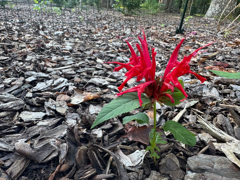 monarda didyma, chomped to the ground by a rabbit, now thinking its ok to bloom even though its only like three inches tall, the insolent little shit