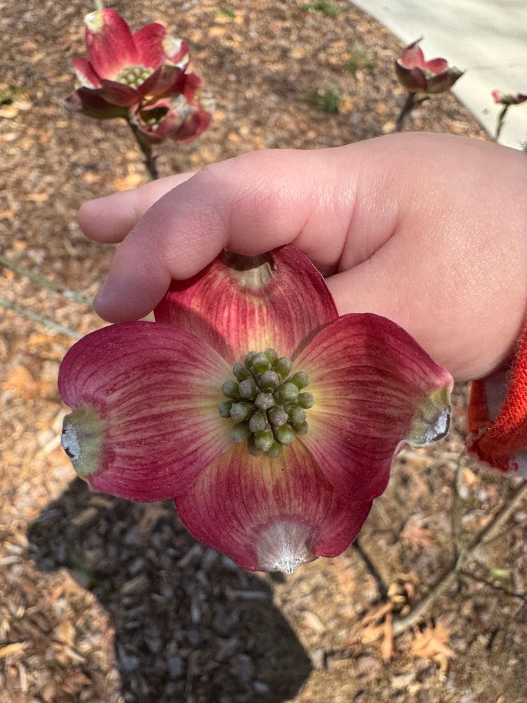 pink flowering dogwood, baby hand