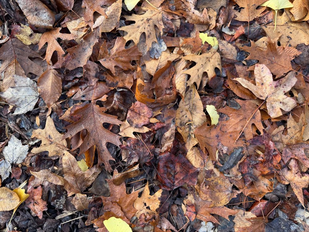 a pic of leaves on the ground.