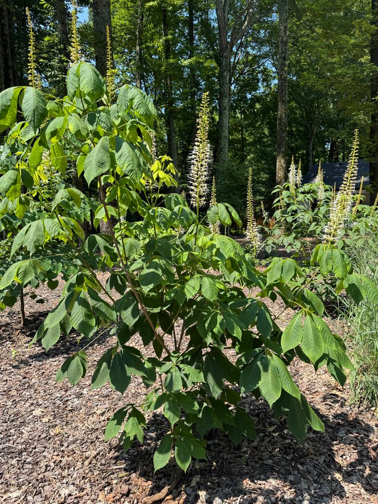 a bottlebrush buckeye and its in bloom.  thank god no rabbits have tried to eat this thing because they ate all my other flowers im still mad about it.