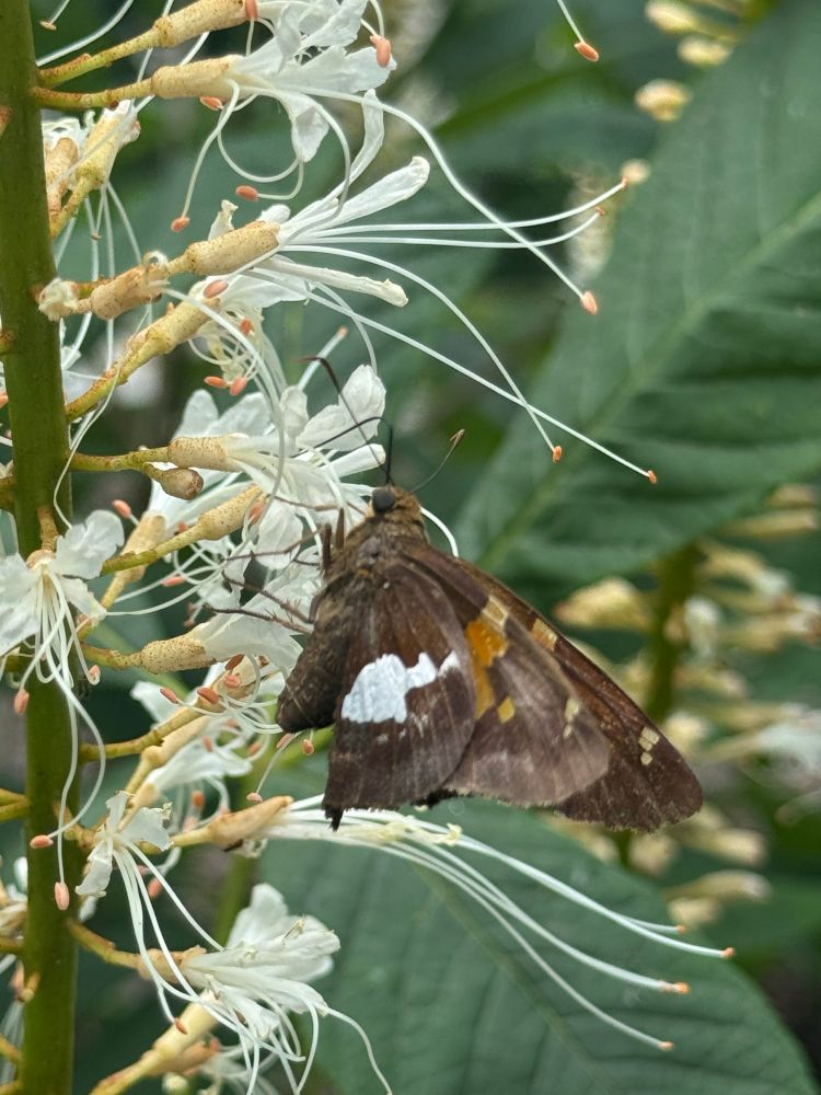 a butterfly or a moth on the buckeye flowers, i don’t know which one it is and guess what im not gonna look it up im just gonna hold onto the memories of it fluttering about and having a great time