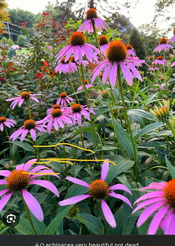 just some beautiful coneflower, miraculously in bloom even though it’s the winter time
