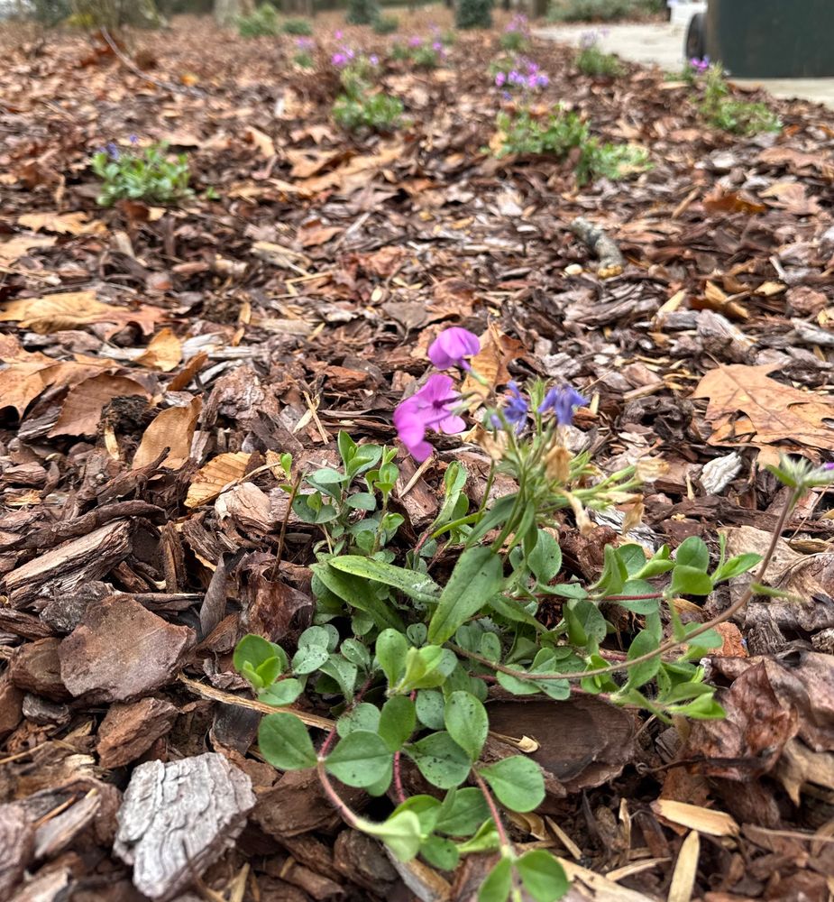 a photo of some phlox stolonifera, i know that’s what it’s called because i googled it to make sure.  pink flowers on it, it’s real nice.
