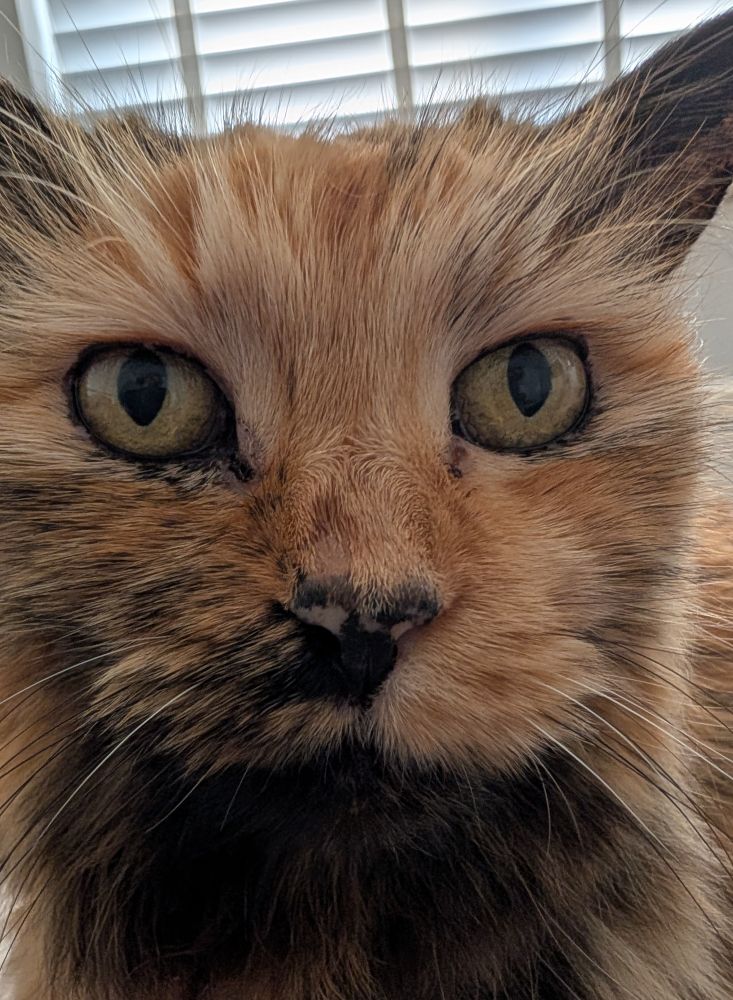 Close up on the face of a longhaired tortie cat 