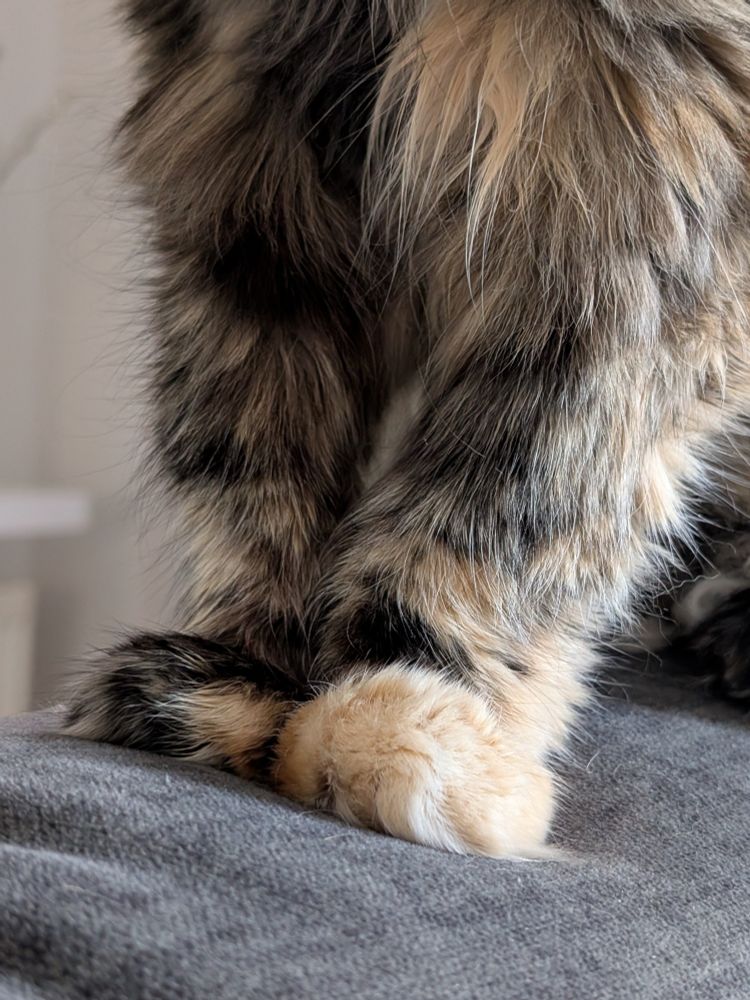 The paws and front legs of a longhaired tortie cat 