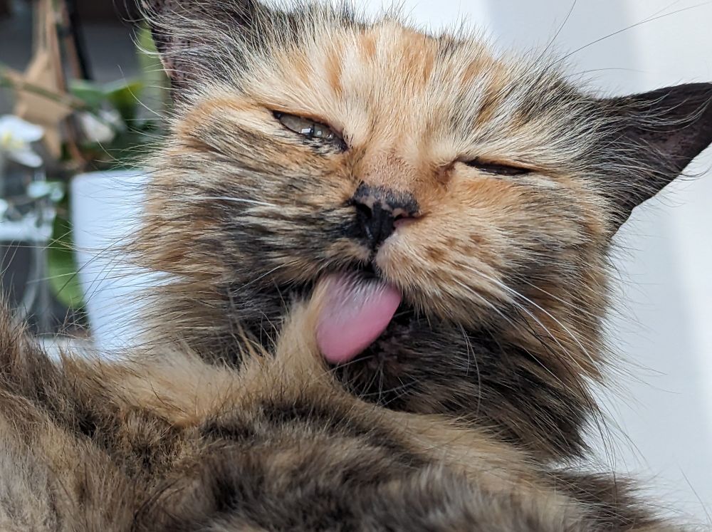 Close up on the face of a longhaired tortie cat. She is squinting and has her tongue out