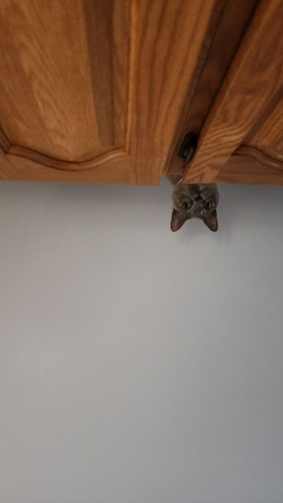 Standing in the kitchen, the camera is pointed directly at the ceiling, Andi (a tan cat) pokes her head over the cabinet she's climbed on top of. All you can see is wooden cabinets, white ceiling, and Andi's little head