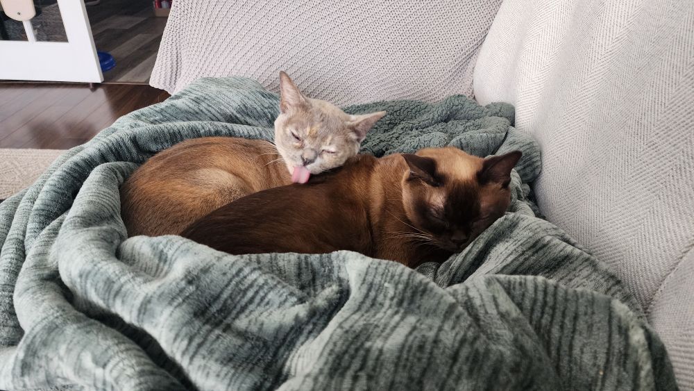 Andi (a tan cat) licking Betty (a brown cat)