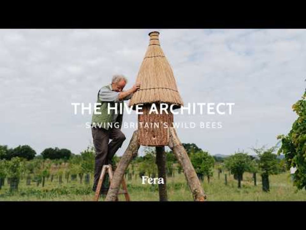 The Hive Architect | Saving Britain's Wild Bees