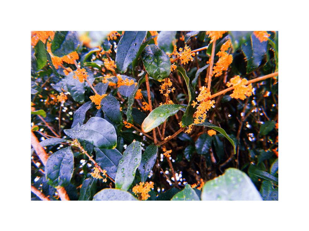 金木犀が満開、葉が雨露で煌めいている